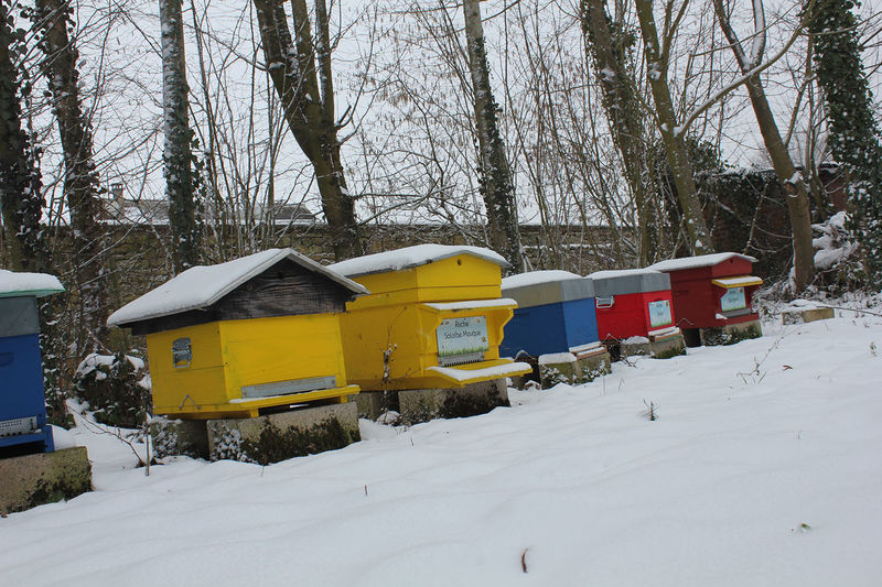 La ruche Sololbe Mouque